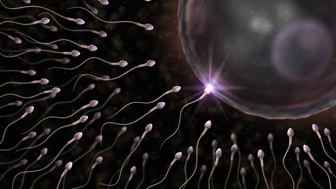 sperm-cell-tail_777f477c76c734c1